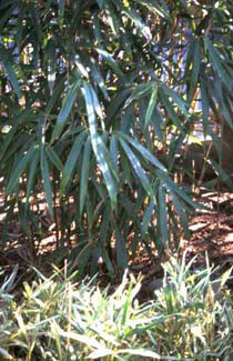 Pseudosasa japonica tsutsumiana