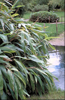 Sasa tesselataWuchshöhe: 0,5-1mBlätter: Bambus mit dem größten Blatt in Europa bis zu 45 cm langVerwendung: Halbschattig, Hain, UnterpflanzungWinterhärte: -20° C