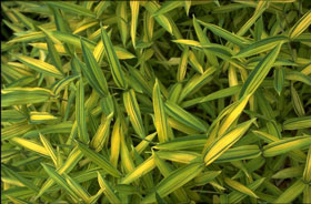 Pleioblastus viridistriatus auricomaWuchshöhe: 30-60 cm Blätter: leuchtend gelbgrün gestreift, samtig Verwendung: Vorpflanzung, direkte Sonne vermeiden Winterhärte: -18° C