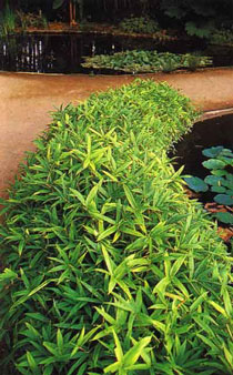 Pleioblastus viridistratus vagans(syn. Sasaella ramosa) Wuchshöhe: 30-50 cmBlätter: helles grün, geschmeidigVerwendung: Beeteinfassung, UnterpflanzungWinterhärte: -22° C