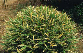 Sasaella glabra albostriataWuchshöhe: 50-80cmBlätter: creme-gelb-grün gestreift,wintergrüner als andere ZwergartenVerwendung: einzelner Tuff, Kübel, BeeteinfassungWinterhärte: -22° C
