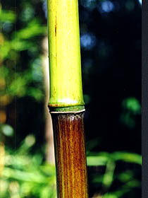 Bambusoides violascens