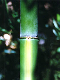 Phyllostachys vivax Huanwhenzu·